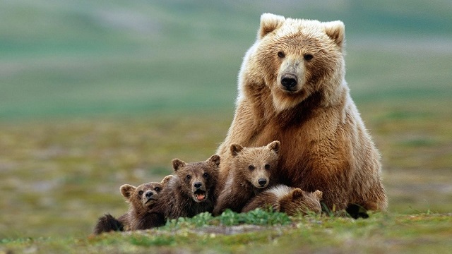 خرس قهوه‌ای دخل باغداران منطقه شکار ممنوع خرسی را آورد !