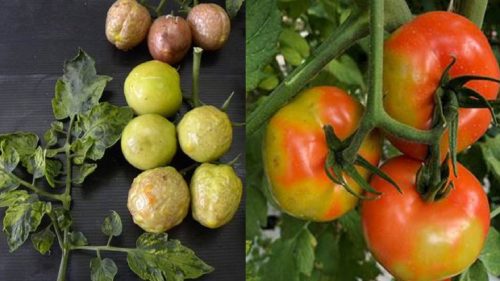 علائم بیماری ویروسی چروکیدگی روگوز قهوه‌ای میوه گوجه‌ فرنگی در مزارع گوجه‌ فرنگی و فلفل