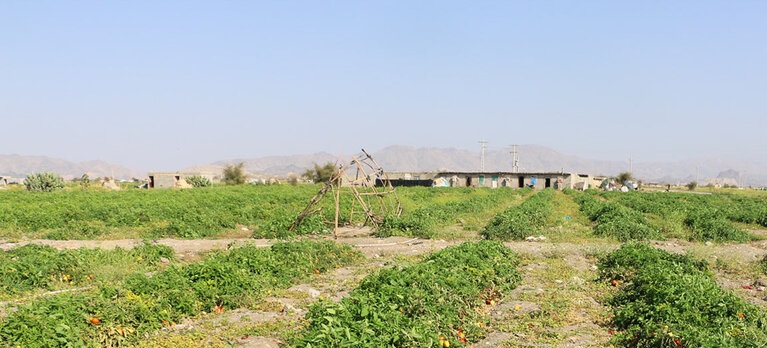 « روگوز »دردسر جدید برای کشاورزان استان فارس که باید بدانند