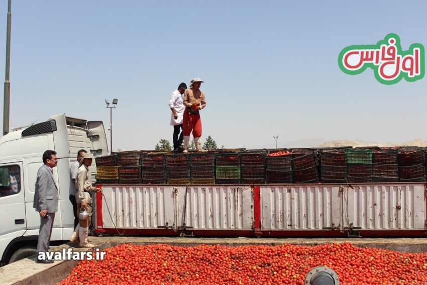 عکس خرید گوجه توافقی توسط اتحادیه باغداران ایراناستان فارس سال 1402 1
