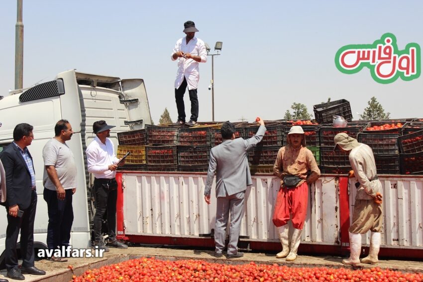 آغاز خرید توافقی گوجه فرنگی از کشاورزان توسط اتحادیه باغداران ایران