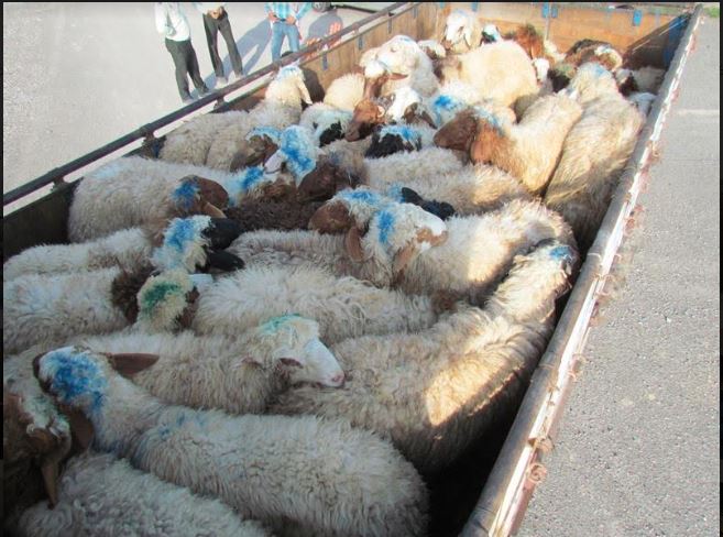 گوسفندها روحشان هم خبر نداشت که کامیون مجوز ندارد !