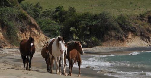 تصاویری زیبا از طبیعت ساحلی پورتوریکو +گردشگری+توریسم+عکس قشنگ