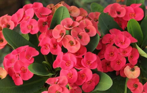 The cause of the yellowing of Euphorbia leaves 8