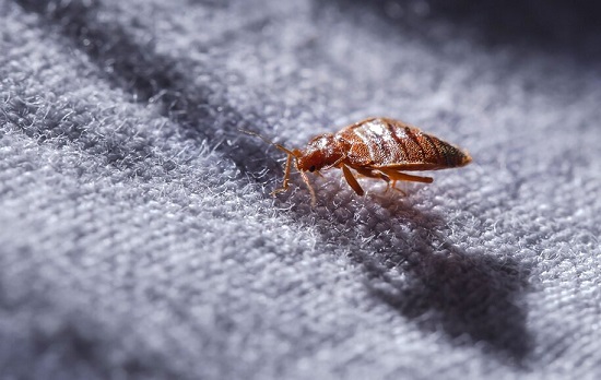 این ۱۵ حشرات خانگی خطرناک اند آنها را از خودتان دور کنید