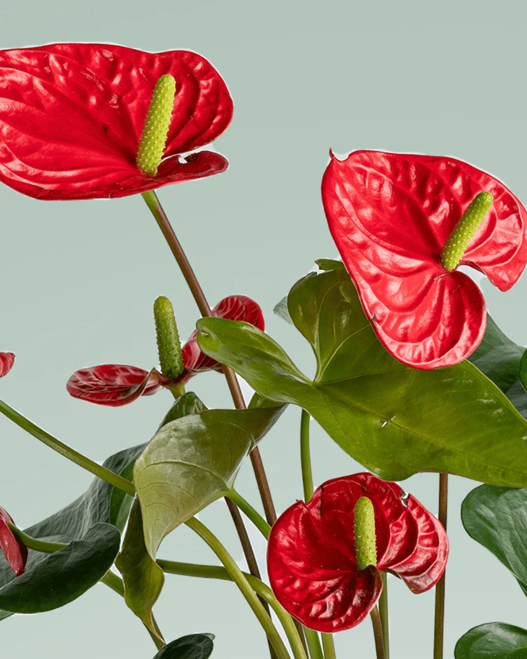 گل آنتوریوم ،گیاه شیک و آپارتمانی با ۸۰۰ گونه یکی زیباتر از دیگری