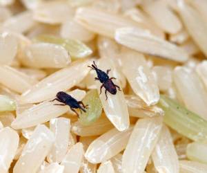 از بین بردن حشره برنج