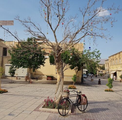 واکنش شهرداری شیراز به قطع درخت آرزو ها که مقابل مسجد وکیل بود