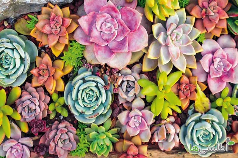 آنچه در مورد گیاهان آپارتمانی زیبا « ساکولنت » ، انواع و روش صحیح نگهداری آنها باید بدانید