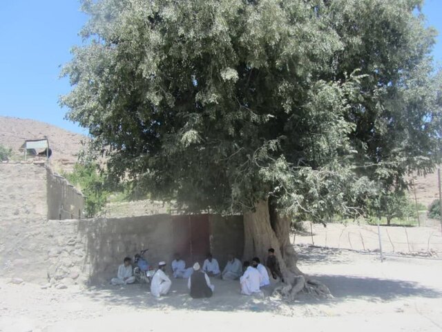 عکس درخت ۴۷۰ ساله میرجاوه که مردم را صلح و صفا می دهد