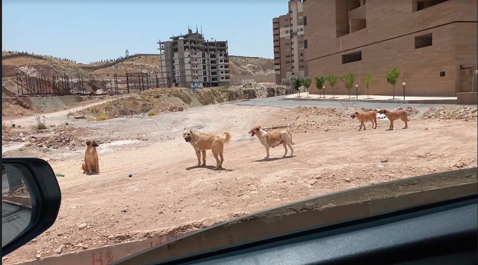 سگ های ولگرد در شیراز+عکس