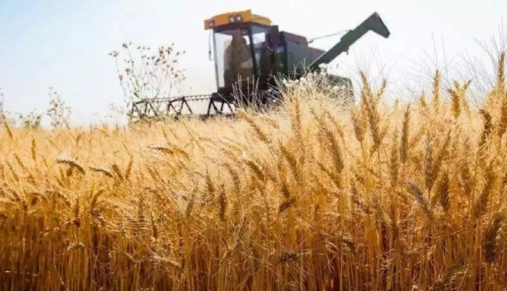کشاورزان و گندمکاران خسته از وعده‌های تکراری در مورد قیمت گندم