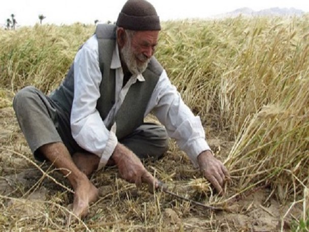« اگر باران کمتر بیاید» کشاورزان فارس باید چکار کنند آقای استاندار؟