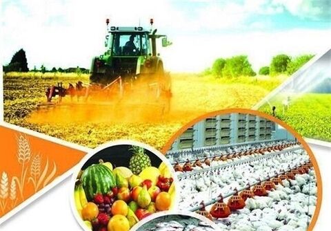 « روزگار گوجه‌فرنگی کاران » حکایت الگوی نامناسب کشت و مدیریت بخش کشاورزی فارس/ ادامه این وضعیت تا کی؟