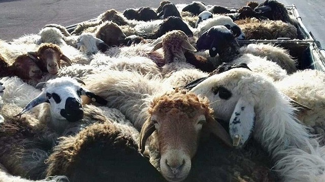گوسفندان بدشانس از  فارس به شوتی ها در کرمان نرسیدند