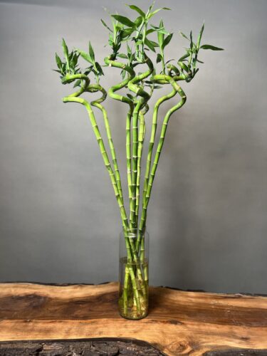 سیر تا پیاز پرورش و نگهداری گیاه زیبای بامبو انتخابی عالی برای خانه شما