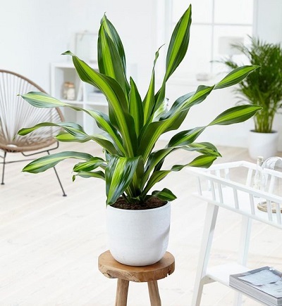 بهترین راه پرورش گل واقعا قشنگ و همیشه سبز « دراسنا » در آپارتمان