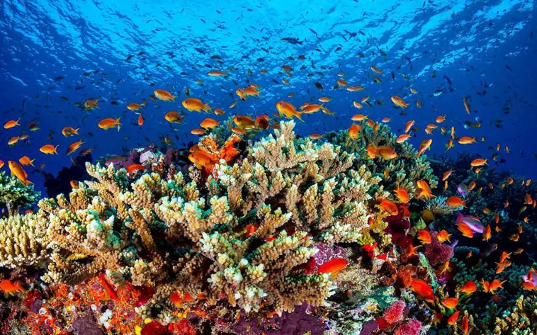 ۱۸ تا از زیباترین ماهی های آکواریومی صخره‌ای که نظیر ندارند[ + تصاویر]