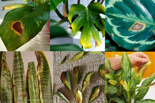 آنچه باید در باره بیماری قارچی گیاهان آپارتمانی ، پیشگیری و درمان آنها بدانید