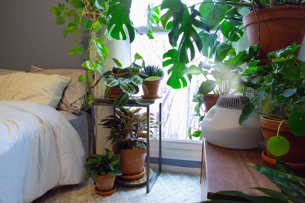 پاییز گیاهان آپارتمانی مراقبت ویژه میخوان ، این ۱۰ نکته را بدانید