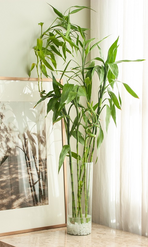 پرورش و نگهداری گیاه زیبای بامبو ۱ انتخاب عالی برای خانه شما