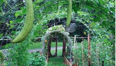 ایده های آسان باغبانی با سبزیجات که شگفت زده شوید