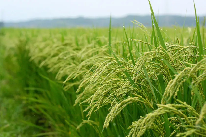 برنج باسماتی چیست؟ خواص ، معایب و مزایای برنج باسماتی