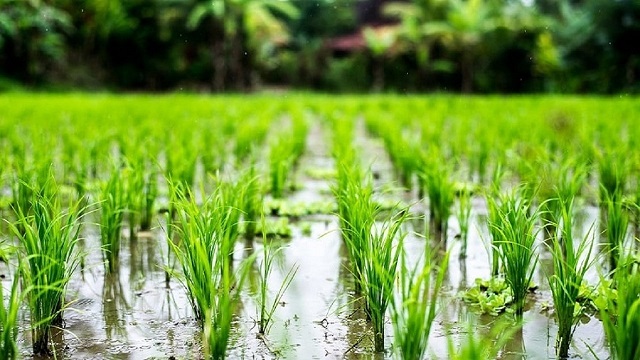 تایید فیلم بالا آمدن آب سد درودزن و آبگرفتگی شالیزار‌ها : کشت برنج غیر قانونی است
