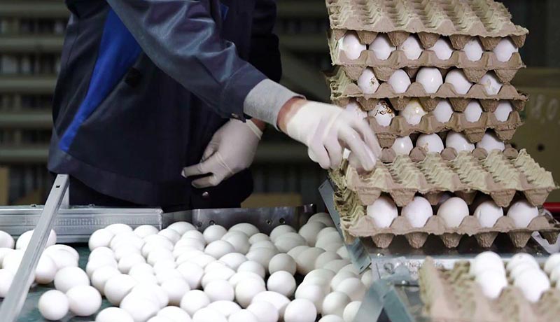 کشف ۴۰ هزار تخم مرغ تاریخ گذشته از مرد کازرونی که نقره داغ شد