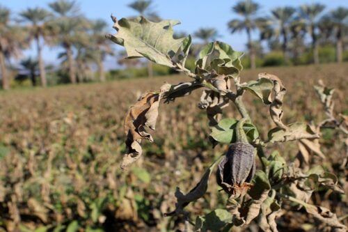 هشدار هواشناسی نسبت به خطر سرمازدگی محصولات کشاورزی در استان فارس