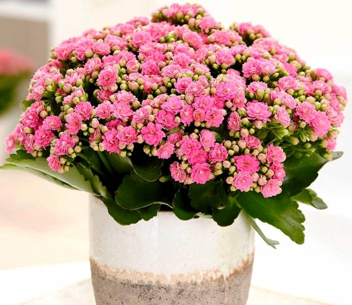 بهترین روش مراقبت از گیاه آپارتمانی کالانکوا که گلهای زیبایی دارد