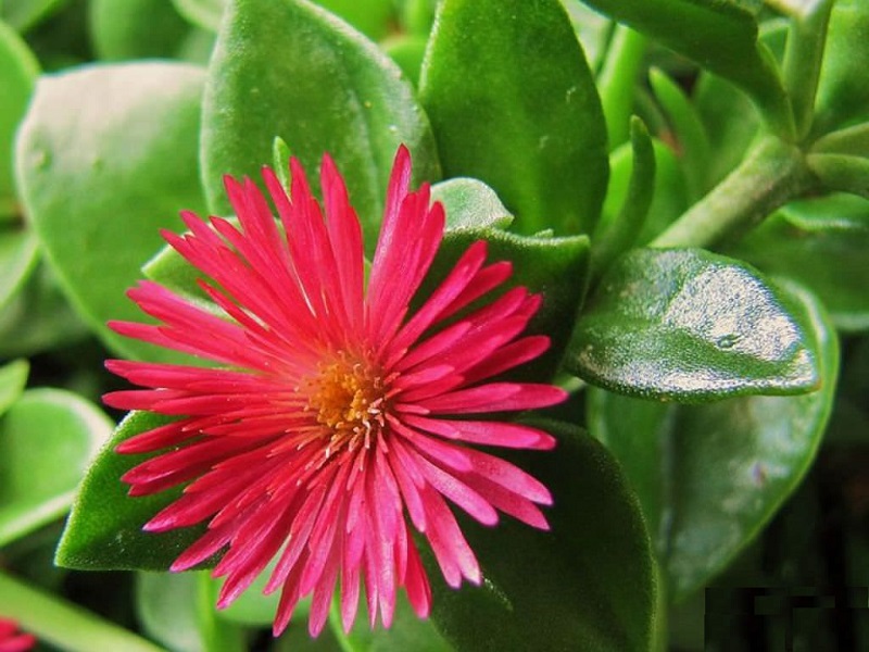 شرایط پرورش گل ناز یخی که باید در پاسیو یا باغچه‌ خانه تان بکارید؟
