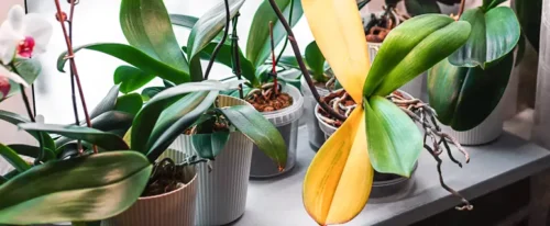 آبیاری گیاهان آپارتمانی وقتی گیاهان خانگی بیمار می‌شوند