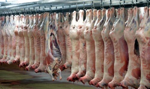 رئیس اتحادیه گوشت گوسفندی چند نکته برای تشخیص گوشت گوسفند نر از سایر گوشت‌های ماده، بز و میش مطرح کرد.