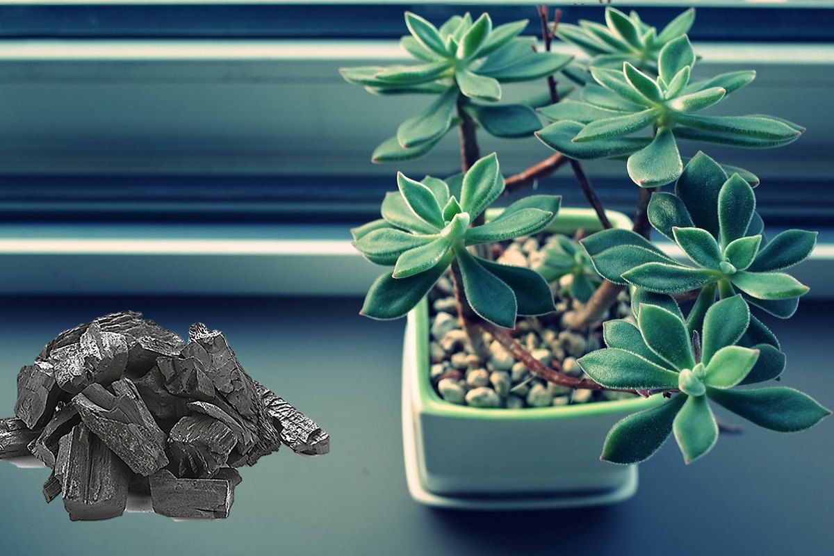 خاصیت شگفت انگیز زغال برای گیاهان آپارتمانی که معجزه می کند!