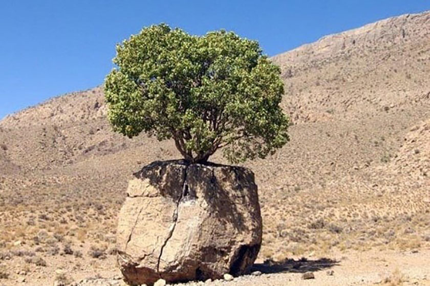 ۲ درخت کهنسال در ارسنجان فارس آثار ملی ایران شدند