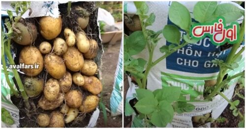 Easy and Cheap Way to Grow Potatoes in a Bag Giving a Bountiful Harvest at Home.23