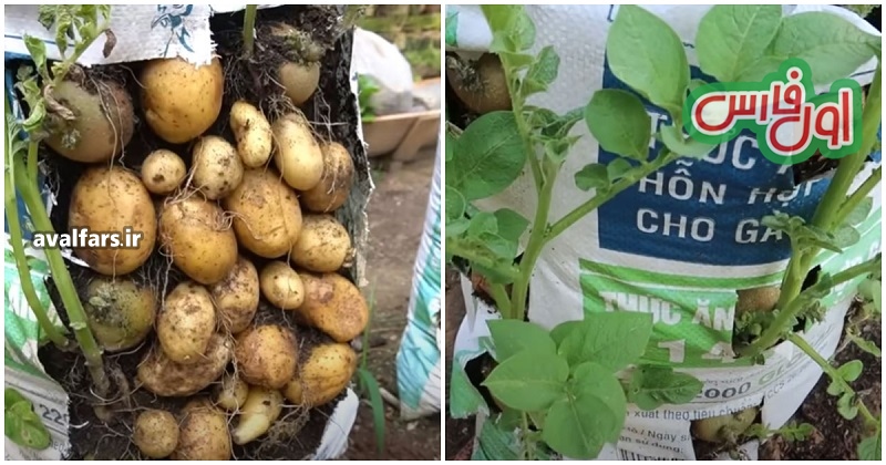 روشی آسان و ارزان برای کاشت و برداشت سیب زمینی ارگانیک در خانه