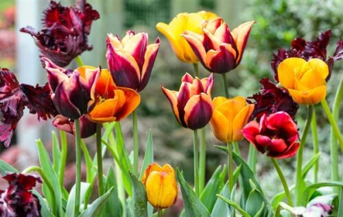 Tulip flowers 1