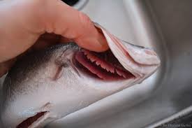 تشخیص ماهی سالم از آبشش
