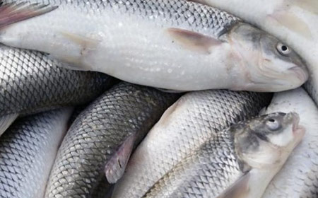 ۶ راه ساده برای تشخیص ماهی سالم از فاسد