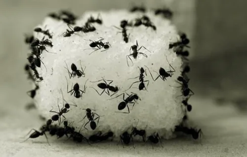 دفع مورچه از خانه 