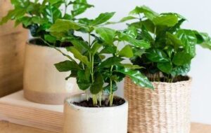 نحوه مراقبت و تکثیر گل قهوه،یکی از بهترین گیاهان آپارتمانی همیشه سبز و شاداب