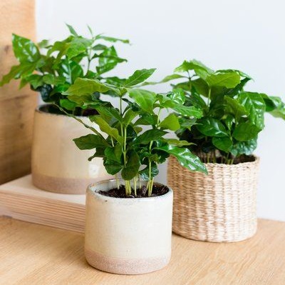 نحوه مراقبت و تکثیر گل قهوه،یکی از بهترین گیاهان آپارتمانی همیشه سبز و شاداب