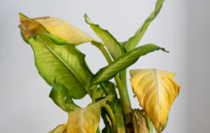 ۴ علت اصلی زرد شدن برگ های گیاهان آپارتمانی