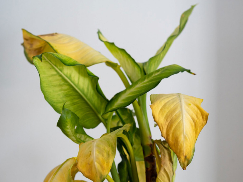 ۴ علت اصلی زرد شدن برگ های گیاهان آپارتمانی