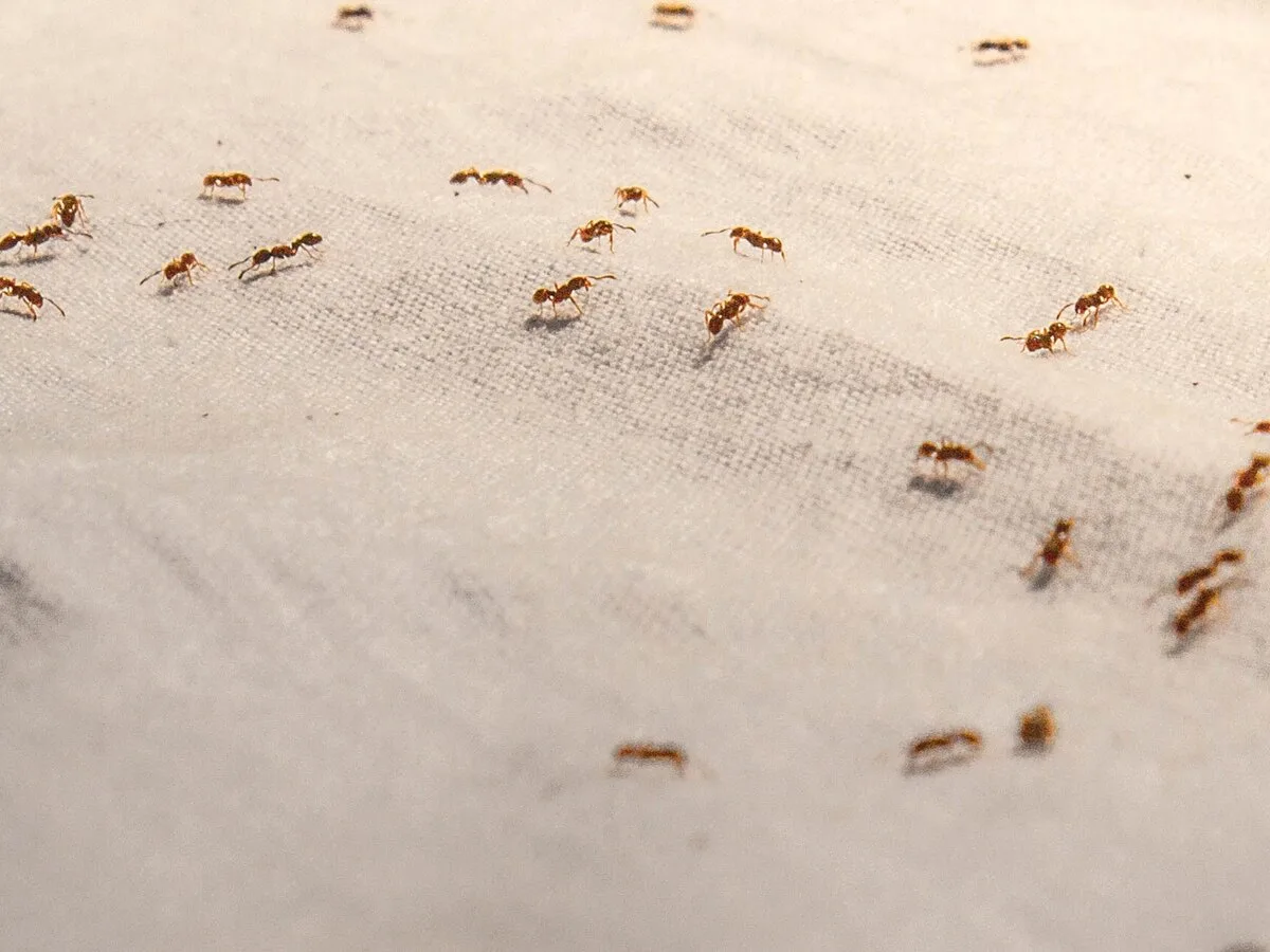 ۱۴ روش طبیعی و کاربردی برای از بین بردن مورچه در خانه