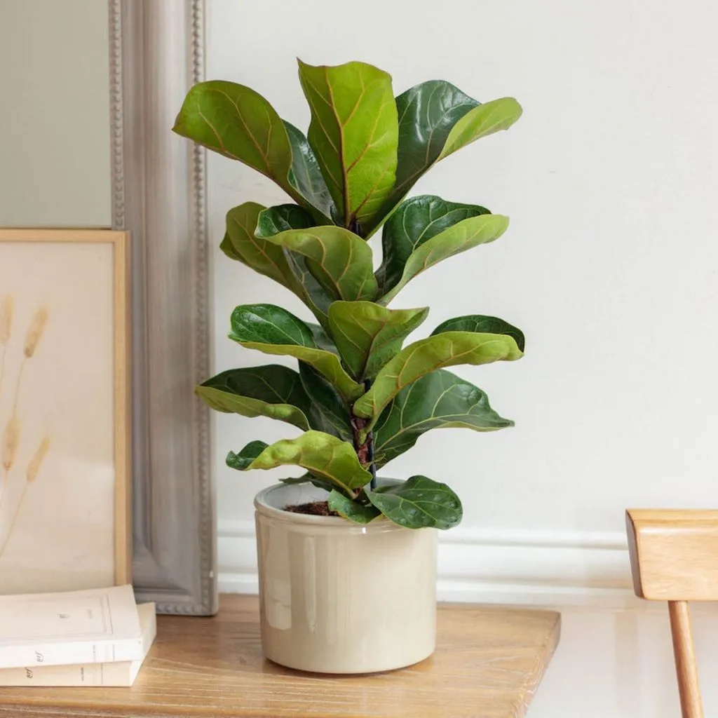 روش پرورش فیکوس لیراتا گیاهی زیبا که هوای آپارتمان را تصفیه می کند