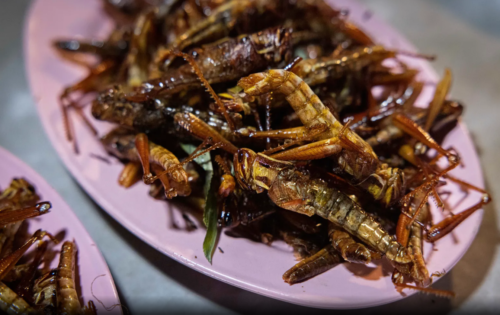 Insects foods of the future 8