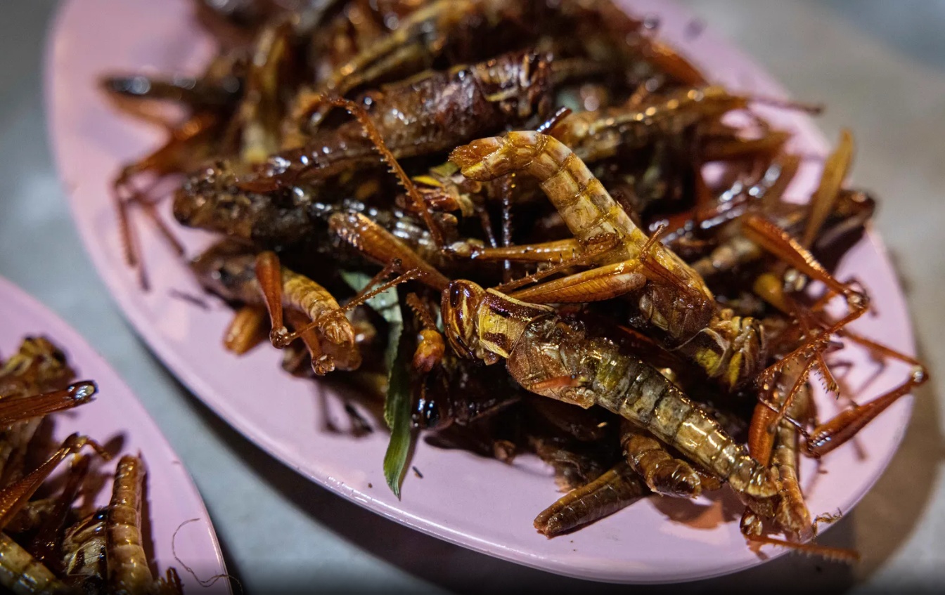 خداحافظی با برنج و گوشت|ملخ ۳۵ روزه بخوریم ، کرم سوسک نارگیل یا مورچه بریانی ؟